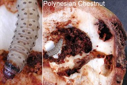 Photo 3. Larva of Cryptophlebia pallimfimbriata, tunnelling in a fruit of Tahitian chestnut, Inocarpus fagiferus.