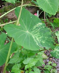 Photo 12. Symptom of Dasheen mosaic virus in taro; notice the pale green feather-like pattern between the leaf veins. Often these patterns show along the main veins.