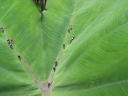 Photo 16. Adult Tarophagus sp. on leaf of taro.