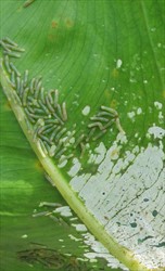 Photo 3. Caterpillars of Spodoptera litura have eaten through the leaf of Alocasia macrorrhizos, from the under surface, leaving the top waxy layer.