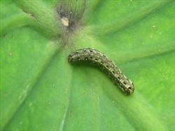 Photo 4. Mature caterpillar of Spodoptera litura.