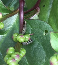 Photo 7. Spodoptera litura caterpillars on Basella species under protected cropping.