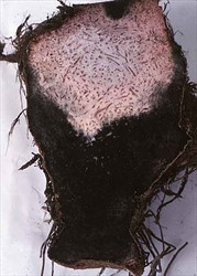 Photo 4. Black spongy rot caused by Lasiodiplodia theobromae. These rots usually follow those of Pythium and Phytophthora, or they come in later after the corms have started to lose moisture.