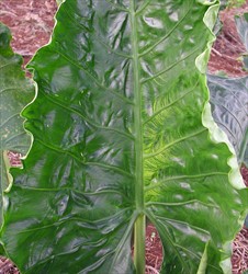 Photo 5. Dasheen mosaic virus infection in Alocasia, showing feathering along the veins in a small area of the leaf.