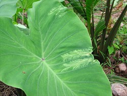 Photo 1. Dasheen mosaic virus in taro; a feather-like patch between the veins, with slightly deformed margin.