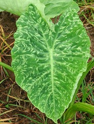 Photo 2. Dasheen mosaic virus throughout the leaf blade; in this case, the symptoms are either side of the veins.