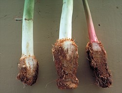 Photo 2. Late symptoms of mitimiti; infection by the nematode, and secondary rot-causing organisms, has caused complete decay of the corm.
