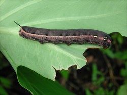 Photo 4. When mature the caterpillars of taro hornworm, Hippotion celerio, are dark brown.