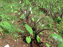 Photo 2. Severe damage to taro caused by the taro hornworm, Hippotion celerio; the leaves have been eaten leaving only the leaf stalks or petioles.
