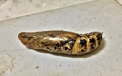 Photo 5. Pupa taro hornworm, Hippotion celerio.