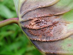 Photo 5. The underside of a taro leaf blight spot showing the liquid which "bleeds" from the leaf when it is infected; this liquid dries during the day and becomes hard and dark brown.