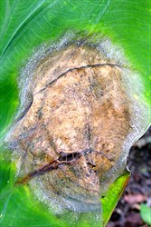 Photo 2. A taro leaf blight spot showing where the spores are formed at the margin.
