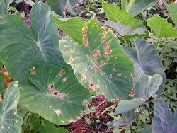 Photo 1. Spots of taro leaf blight at the margins and inside the leaf blade. Note that some of the centres of the spots are falling out. Many have a characteristic yellow margin, or halo.