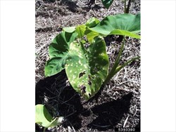 Photo 1. Leaf spots on taro, white, some merging, others falling out, caused by Leptosphaerulina trifolii.