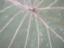 Photo 3. Leaf spots on taro, on the underside of the leaf, caused by Leptosphaerulina trifolii.
