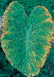 Photo 2. Older leaf with brown leaf spot, Cladosporium colocasiae.