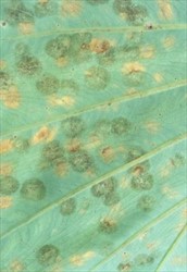 Photo 8. White leaf spot, Pseudocercospora colocasiae, on lower surface of taro leaf.