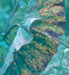Photo 5. Older leaf with orange leaf spot, Neojohnstonia colocasiae.
