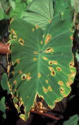 Photo 9. Shot-hole, Phoma sp., showing large oval spots with yellow halos, some with holes where the centres of the spots have fallen out (Vanuatu).