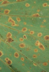 Photo 3. Underside of the leaf with orange leaf spot, Neojohnstonia colocasiae; spores develop in the spot on the underside of leaves.