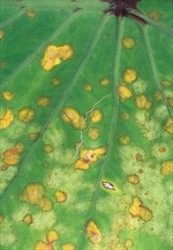 Photo 7. White leaf spot, Pseudocercospora colocasiae, on upper surface of taro leaf.
