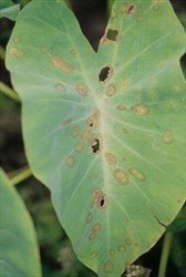 Photo 6. White leaf spot, Pseudocercospora colocasiae, on upper surface of taro leaf.