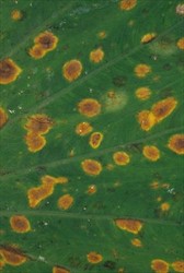 Photo 4. Upper surface of leaf with orange leaf spot, Neojohnstonia colocasiae (matching Photo 3); spores develop in the spot on the underside of leaves.