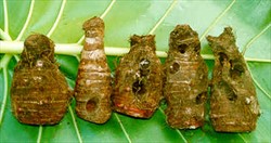 Photo 1. Extensive and typical damage caused by taro beetles, Papuana sp., in taro corms. These corms are unmarketable.