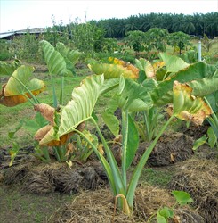 Photo 1. The beginning of symptoms on cocoyam, Xanthosoma, showing early death of the older leaves caused by Pythium sp. (Solomon Islands.)