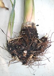 Photo 4. Pythium infection on cocoyam, Xanthosoma. Removal of the plants, and washing the roots, shows that the root system has been destroyed. Many of the larger roots are black, and side (fine) roots are absent.