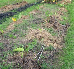 Photo 6. Cocoyam with Pythium infection soon after planting. The plants remain stunted with one at most two leaves.