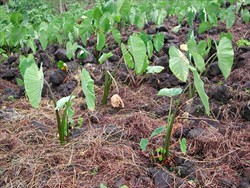 Photo 2. Pythium infection in Colocasia taro showing weak-looking plants with two at most three leaves, and new leaves which are stunted and partly rolled. (Samoa.)
