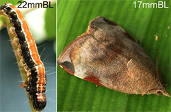 Photo 1. Larva and adult of the teak defoliator, Hyblaea puera. Note the triangular shape of the adult and that the hindwings are completely covered by the forewings.