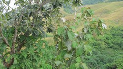 Photo 3. Damage of a teak tree by the teak defoliator, Hyblaea puera. Note the damage is at the margins of the leaves.