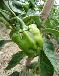 Photo 2. Scaring of capsicum at the calyx end of the fruit.