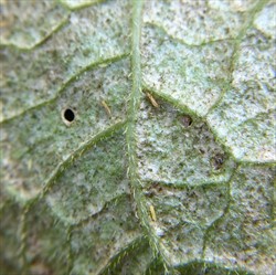 Photo 7. Thrips adults and nymphs on the underside of a potato leaf.