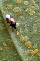 Photo 11. A minute pirate bug, Orius sp., attacking whitefly larvae.