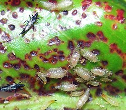 Photo 8. Adults and larvae of Cuban laurel thrips, Gynaikothrips ficorum, on Ficus. They puncture the leaf surface and pits develop.