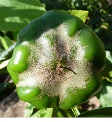Photo 3. Scaring of capsicum fruit. The damage was done when the fruit was much younger and the thrips were enclosed in the flowers.