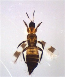 Photo 10. White banded thrips, Aeolothrips sp., a predatory thrips.