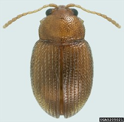 Photo 1. Adult tobacco flea beetle, Epitrix hirtipennis. Note, the long antennae.
