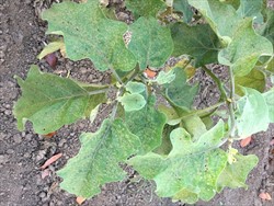 Photo 5. Severe damage on eggplant by the tobacco flea beetle, Epitrix hirtipennis.
