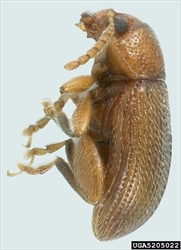 Photo 2. Adult tobacco flea beetle, Epitrix hirtipennis. Side view.