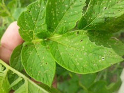 Photo 10. Symptoms of tobacco flea beetle, Epitrix hirtipennis, on potato.