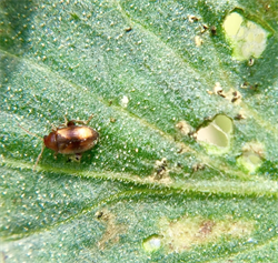 Photo 4. Adult tobacco flea beetle, Epitrix hirtipennis, and holes eaten in a tomato leaf.