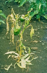 Photo 1. Capsicum with bacterial wilt, Ralstonia solanacearum, showing wilt, leaf fall and dieback, rather than a sudden wilt.