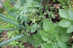 Photo 3. Potato with bacterial wilt, Ralstonia solanacearum, showing sudden wilt of leaves.