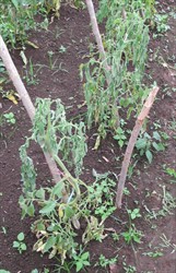 Photo 2. Tomato with bacterial wilt, Ralstonia solanacearum, showing sudden wilt of leaves over entire plant.
