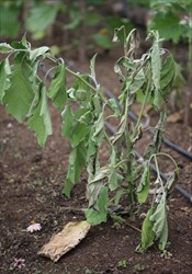 Photo 4. Eggplant with bacterial wilt, Ralstonia solanacearum, showing sudden wilt of the leaves.