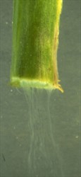 Photo 5. Cut end of tomato stem placed in water to show bacterial streaming of Ralstonia solanacearum.
